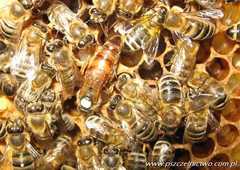 Matka pszczela unasienniona naturalnie Carnica Celle