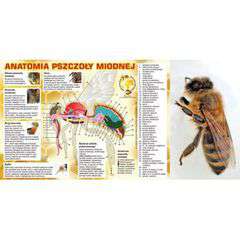 Baner reklamowy - anatomia pszczoły miodnej (2x1)
