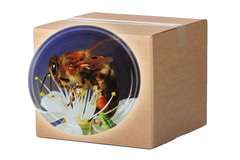 Nakrętka FI82 - pszczoła na kwiecie jabłoni - karton