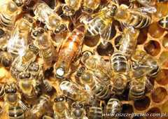 Matka pszczela Carnica Hinderhofer unasieniona
