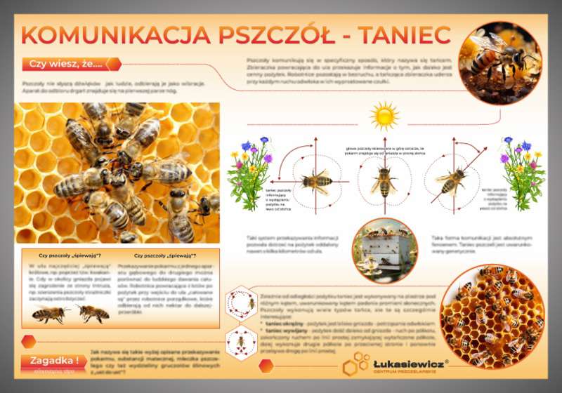Tablica edukacyjna 60x42cm KOMUNIKACJA PSZCZÓŁ-TANIEC