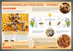 Tablica edukacyjna 60x42cm KOMUNIKACJA PSZCZÓŁ-TANIEC
