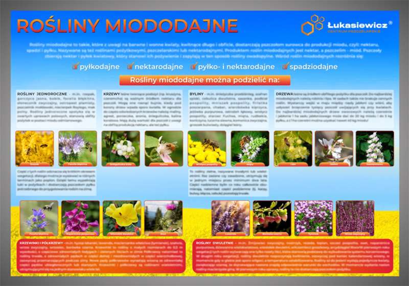 Tablica edukacyjna 60x42cm ROŚLINY MIODODAJNE