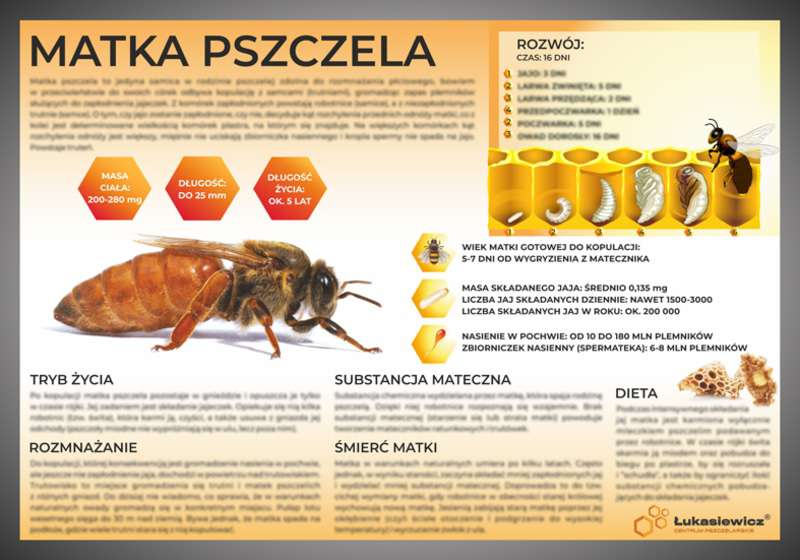 Tablica edukacyjna 602x42cm MATKA PSZCZELA