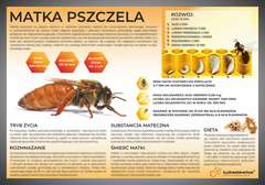 Tablica edukacyjna 602x42cm MATKA PSZCZELA