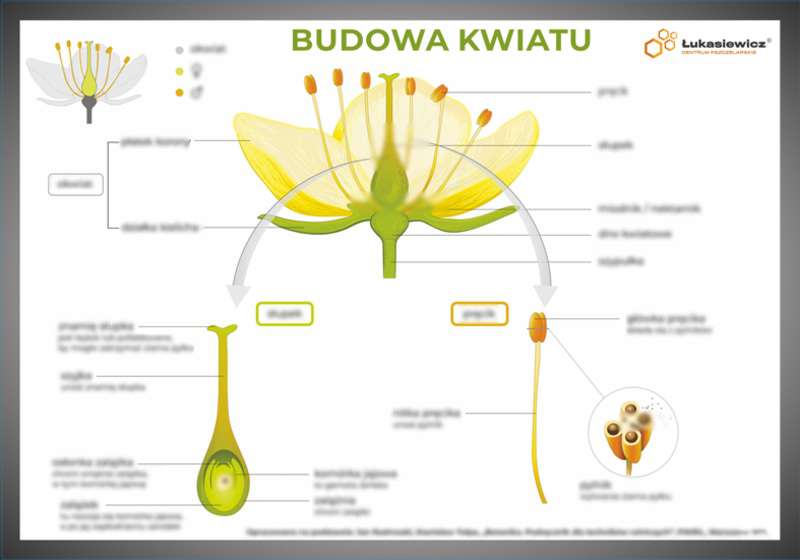 Tablica edukacyjna 60x42cm BUDOWA KWIATU