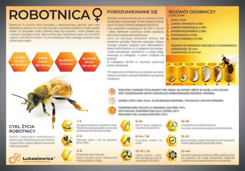 Tablica edukacyjna 60x42cm - ROBOTNICA