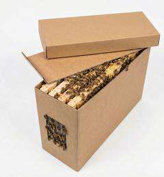 Odkład pszczół 4 ramkowy z matką Carnica - kraińską