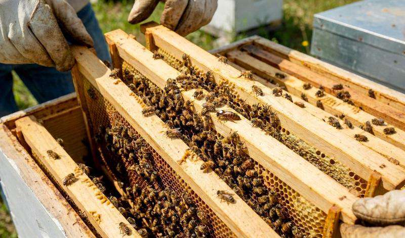 Odkład pszczół 4 ramkowy z matką Carnica - kraińską