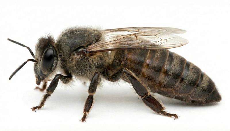 Matka pszczela Sklenar G10