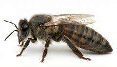 Matka pszczela Carnica Sklenar G10 nieunasienniona