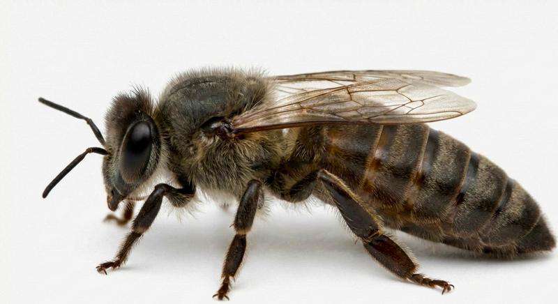 Matka pszczela AGT