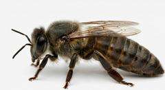 Matka pszczela Carnica AGT nieunasienniona