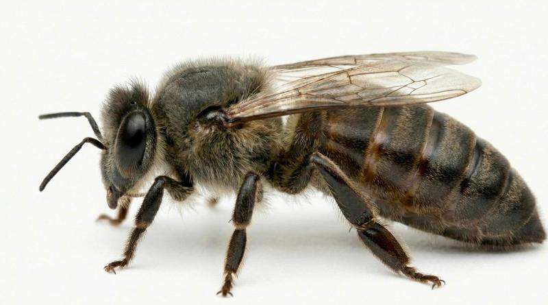 Matka pszczela Alpejka