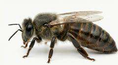 Matka pszczela Carnica Alpejka nieunasienniona