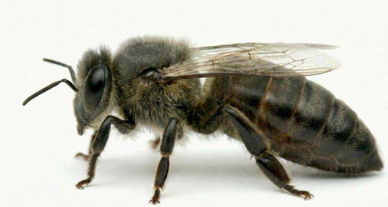 Matka pszczela Sudetka