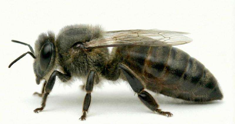 Matka Pszczela Carnica Singer