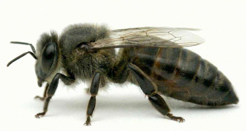 Matka pszczela Carnica Troysek