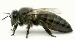 Matka pszczela Carnica Troysek nieunasieniona