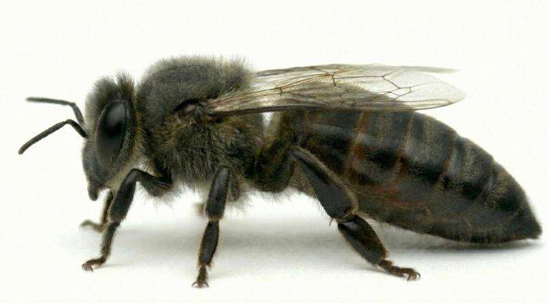 Matka Pszczela Stefan Mandl