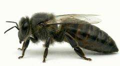 Matka pszczela Carnica Roh nieunasieniona