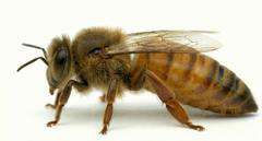 Matka pszczela Buckfast KB unasienniona