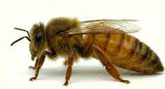 Matka pszczela Buckfast Anatolica unasienniona