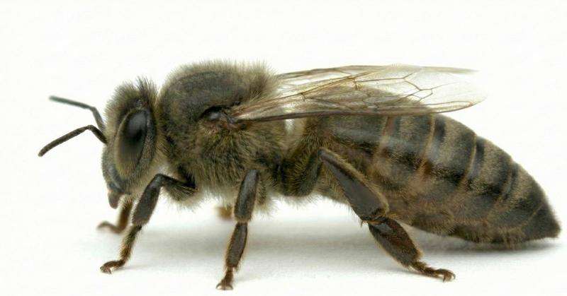 Matka pszczela Carnica Hinderhofer unasieniona Matka pszczela Carnica Hinderhofer