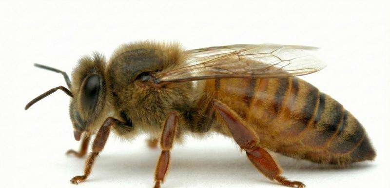 Matka Pszczela Peter Stofen