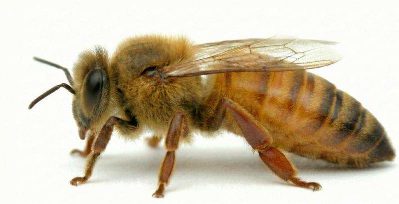 Matka pszczela Buckfast Atos