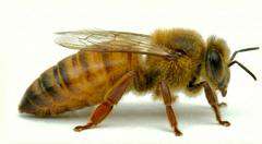 Matka pszczela Buckfast ELGON nieunasieniona