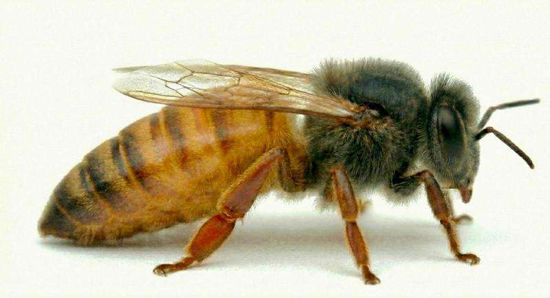 Matka pszczela Buckfast Meda