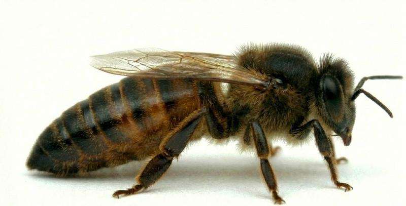 Matka pszczela Buckfast Primorski