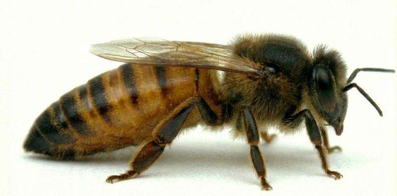 Matka pszczela VSH Paul Jungels