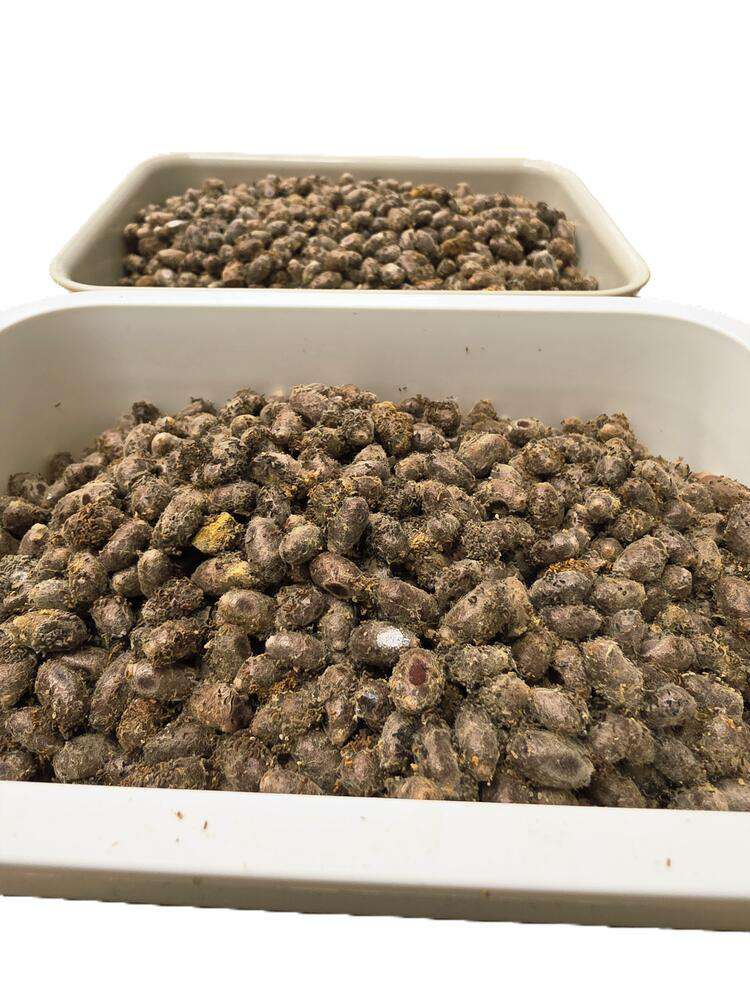 Kokony murarki ogrodowej, zestaw 100szt