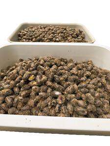 Kokony murarki ogrodowej, zestaw 100szt