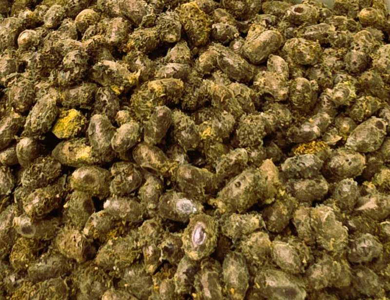 Kokony murarki ogrodowej, zestaw 100szt