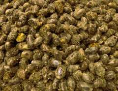 Kokony murarki ogrodowej, zestaw 100szt