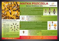 Tablica edukacyjna 602x42cm MATKA PSZCZELA