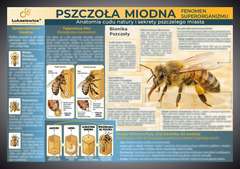 Tablica edukacyjna 60x42cm- PSZCZOŁA MIODNA