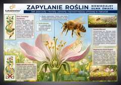 Tablica edukacyjna 60x42cm- ZAPYLANIE ROŚLIN