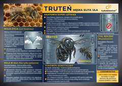 Tablica edukacyjna 60x42cm - TRUTEŃ