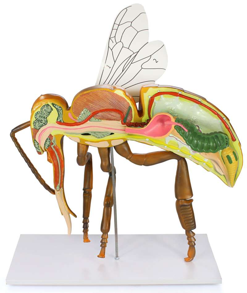 Model ANATOMIA PSZCZOŁY MIODNEJ z tworzywa sztucznego z podstawką Model ANATOMIA PSZCZOŁY MIODNEJ z tworzywa sztucznego z podstawką