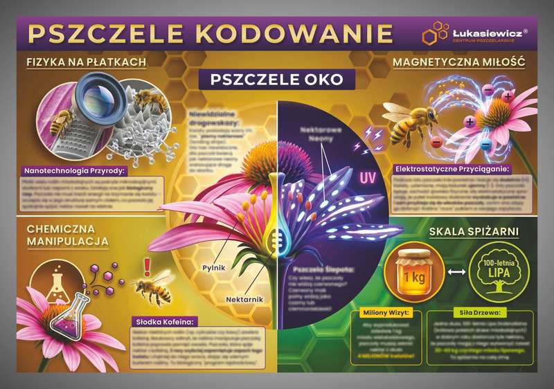 Tablica edukacyjna 60x42cm- PSZCZELE KODOWANIE