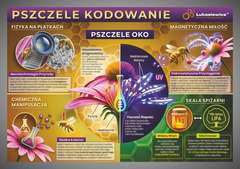 Tablica edukacyjna 60x42cm- PSZCZELE KODOWANIE